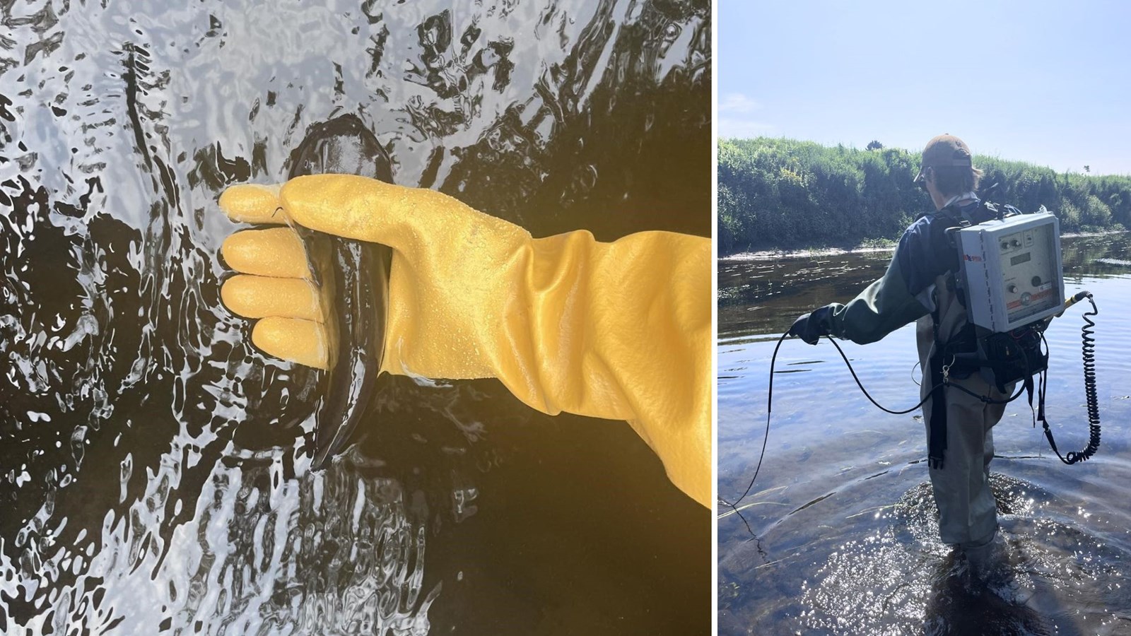 Barbotte brune et l'unité de pêche électrique