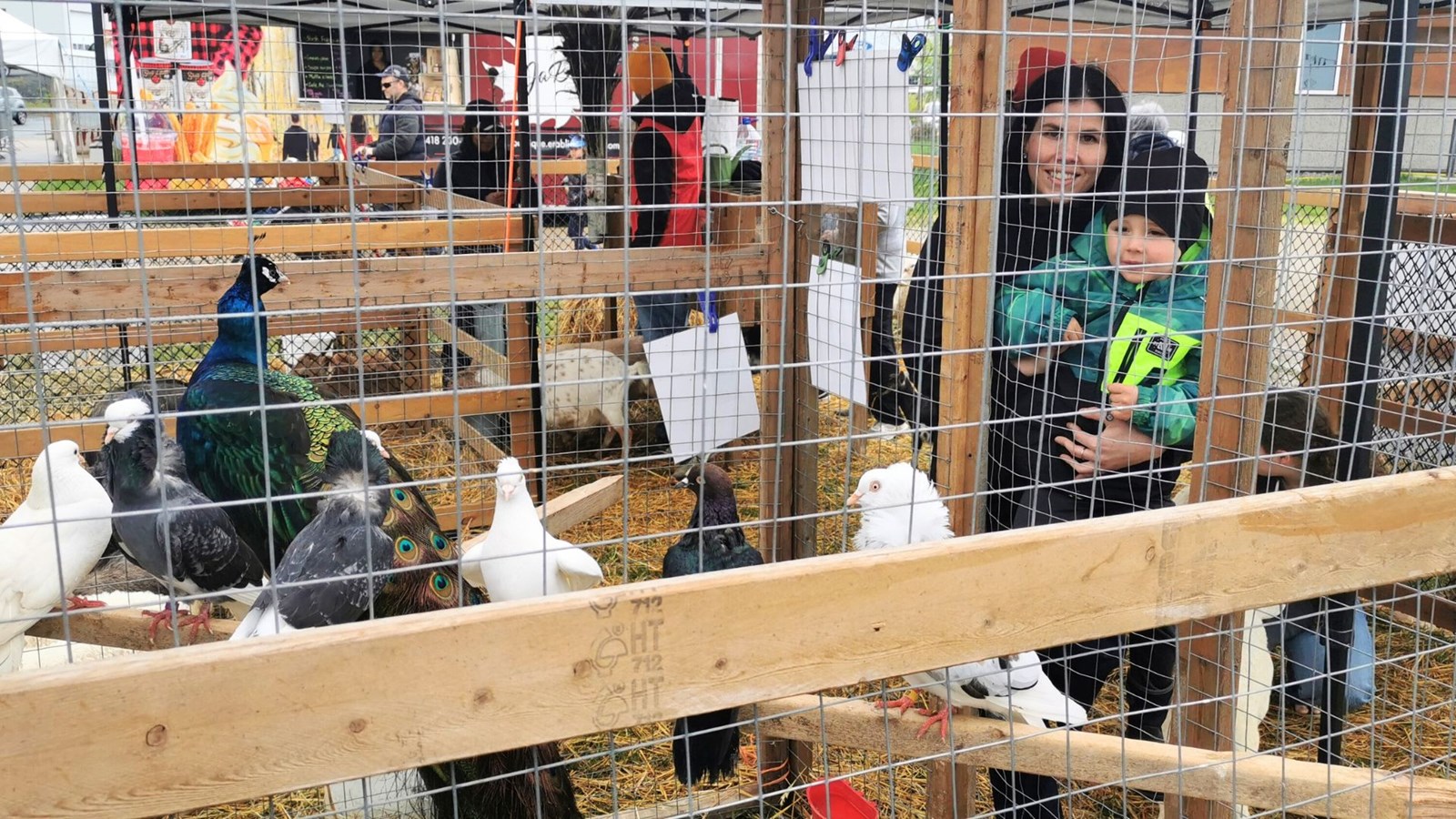 Le Festival beauceron de l’érable bat son plein malgré le temps maussade