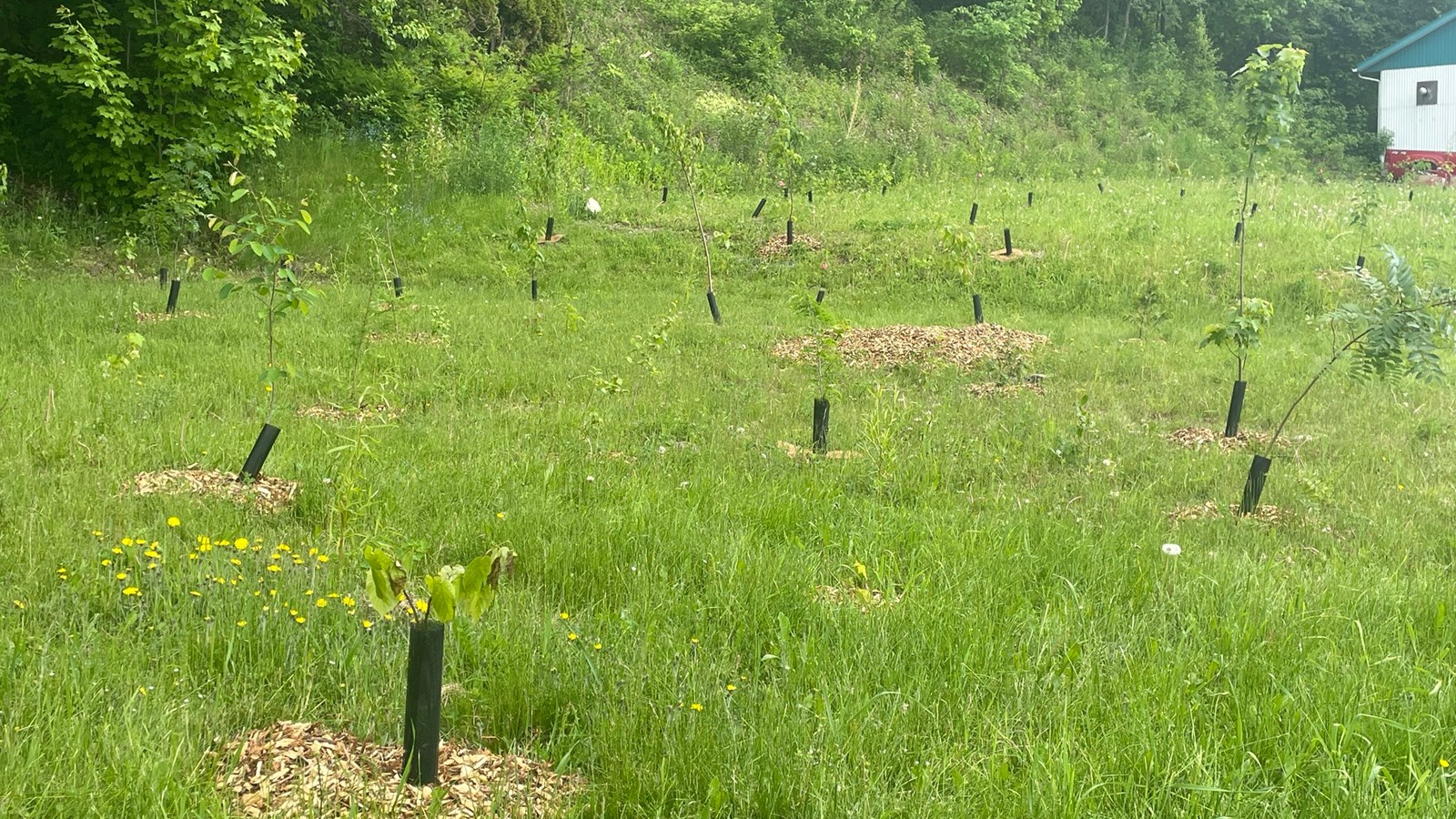 Beauceville plante 5000 arbres pour sa première campagne de reboisement