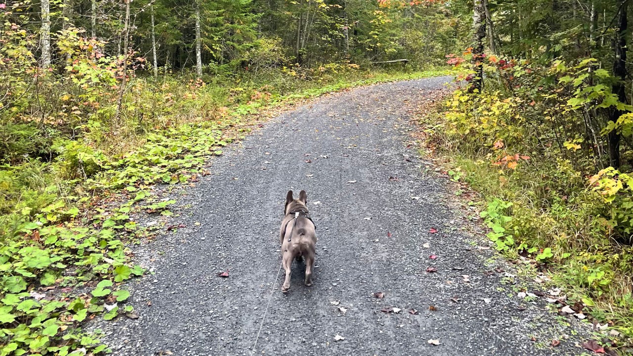 Dix idées de promenade en nature dans la région avec son chien