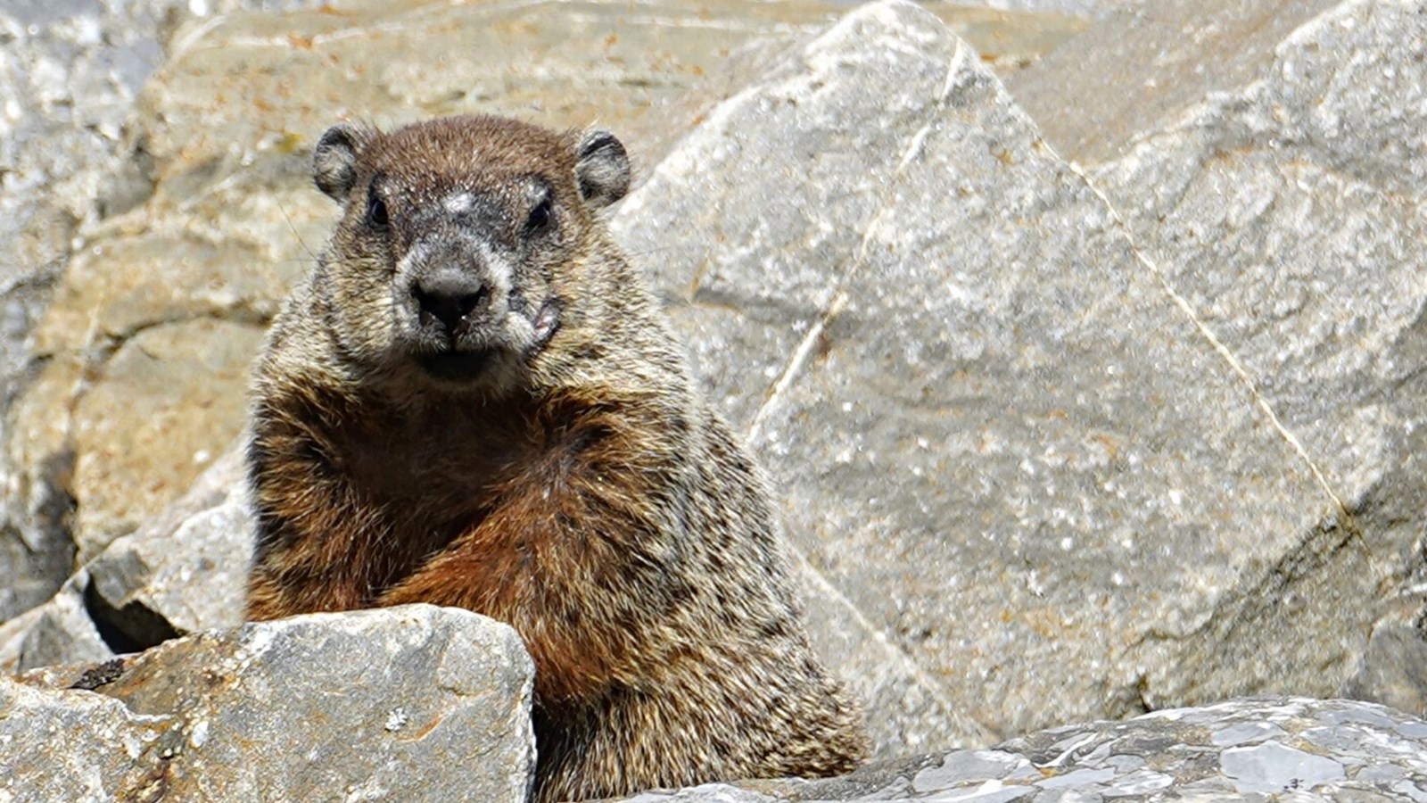 Fred la marmotte prédit un printemps hâtif pour 2026