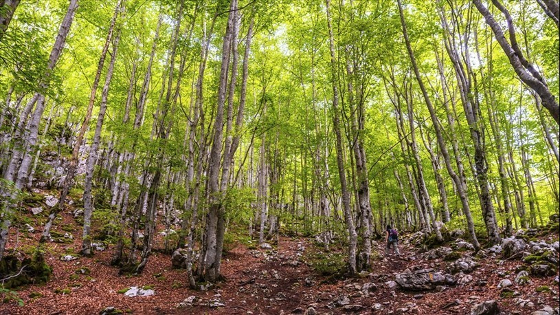 Les enjeux de la forêt privée mis en lumière