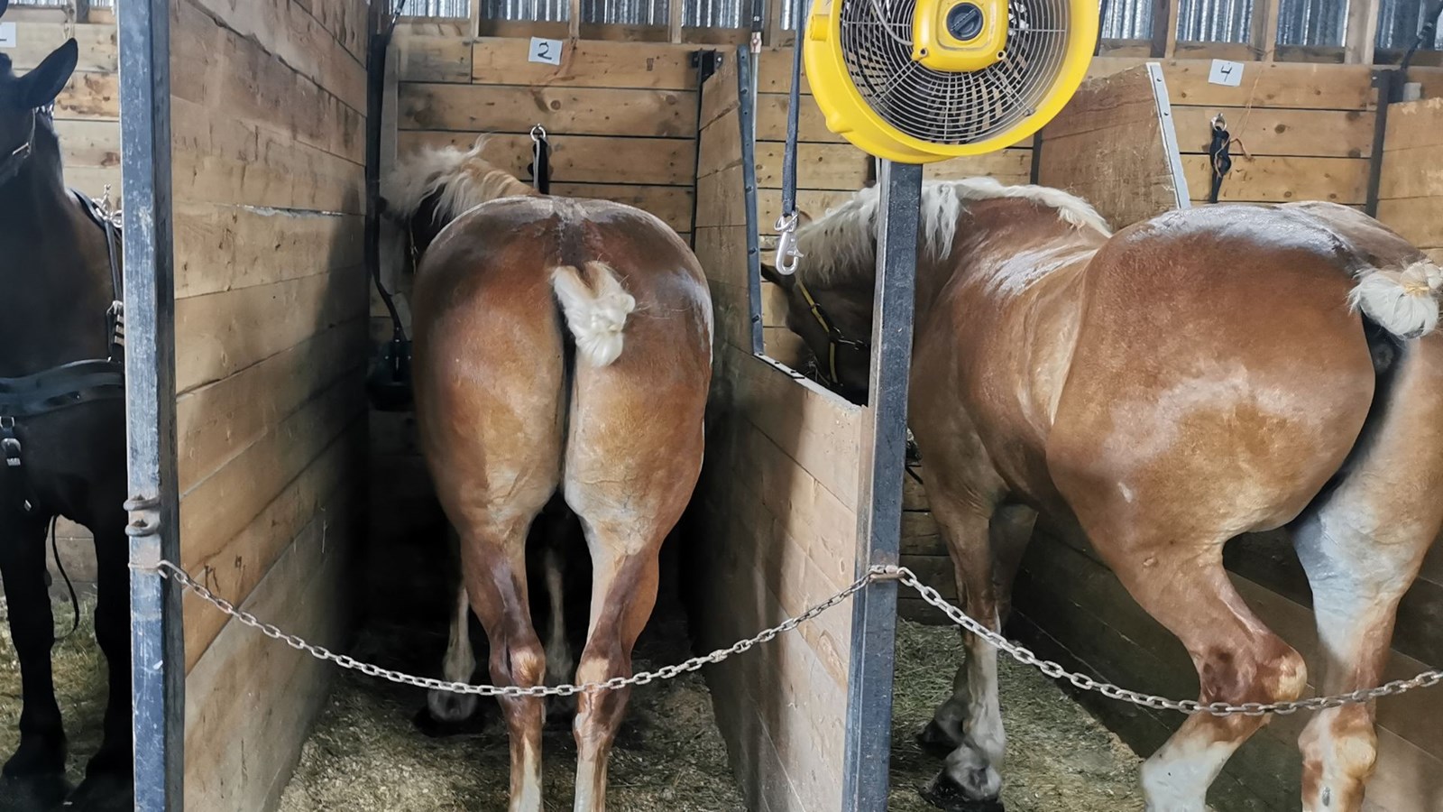 Retour en images sur l'Expo agricole de Beauce