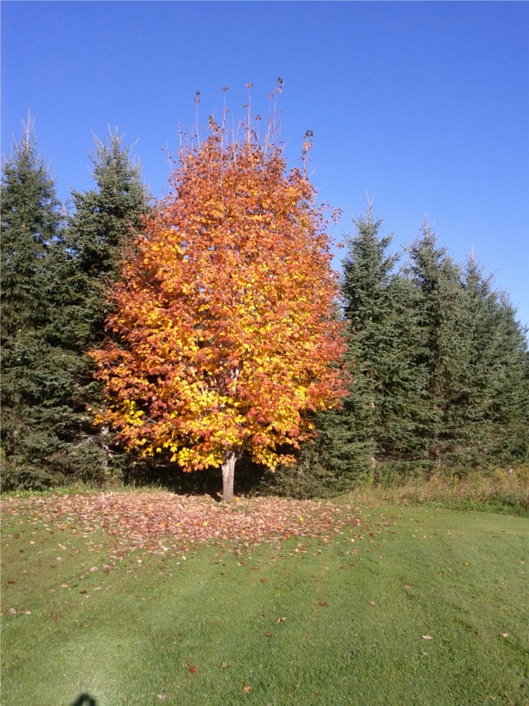 Érable en couleur