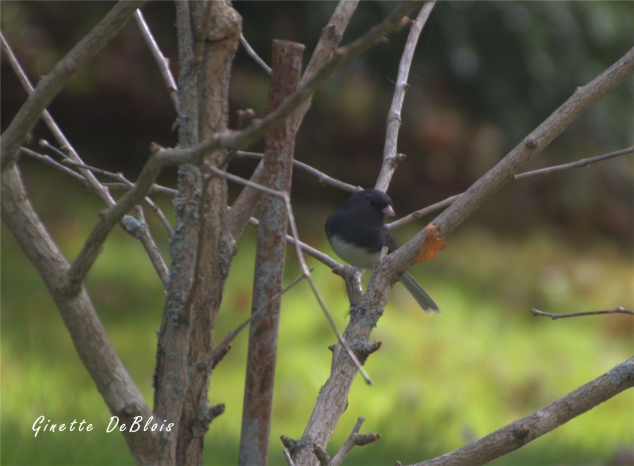 Junco sur Ginko