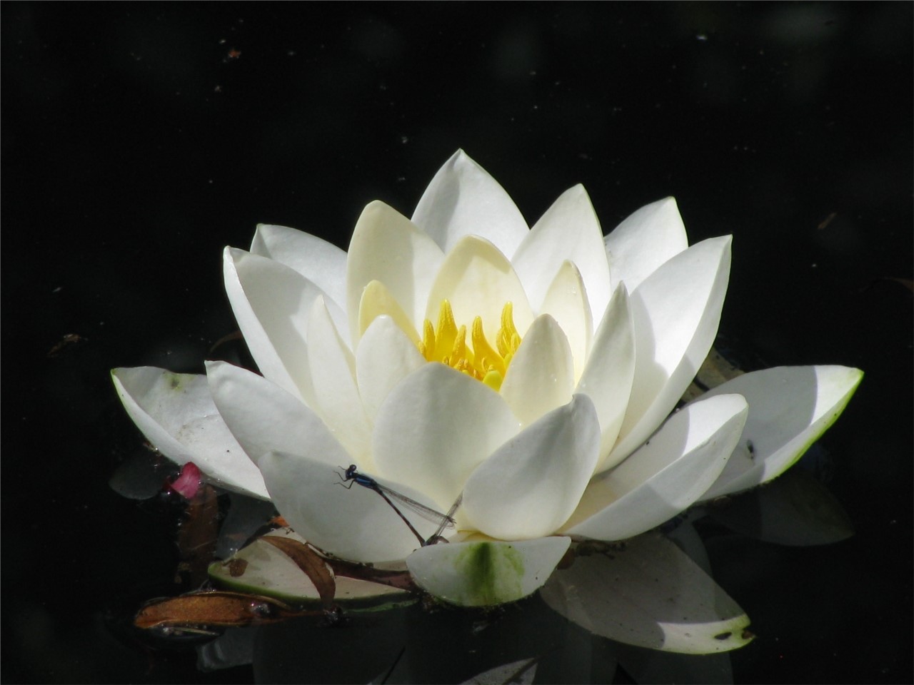 nénuphar blanc