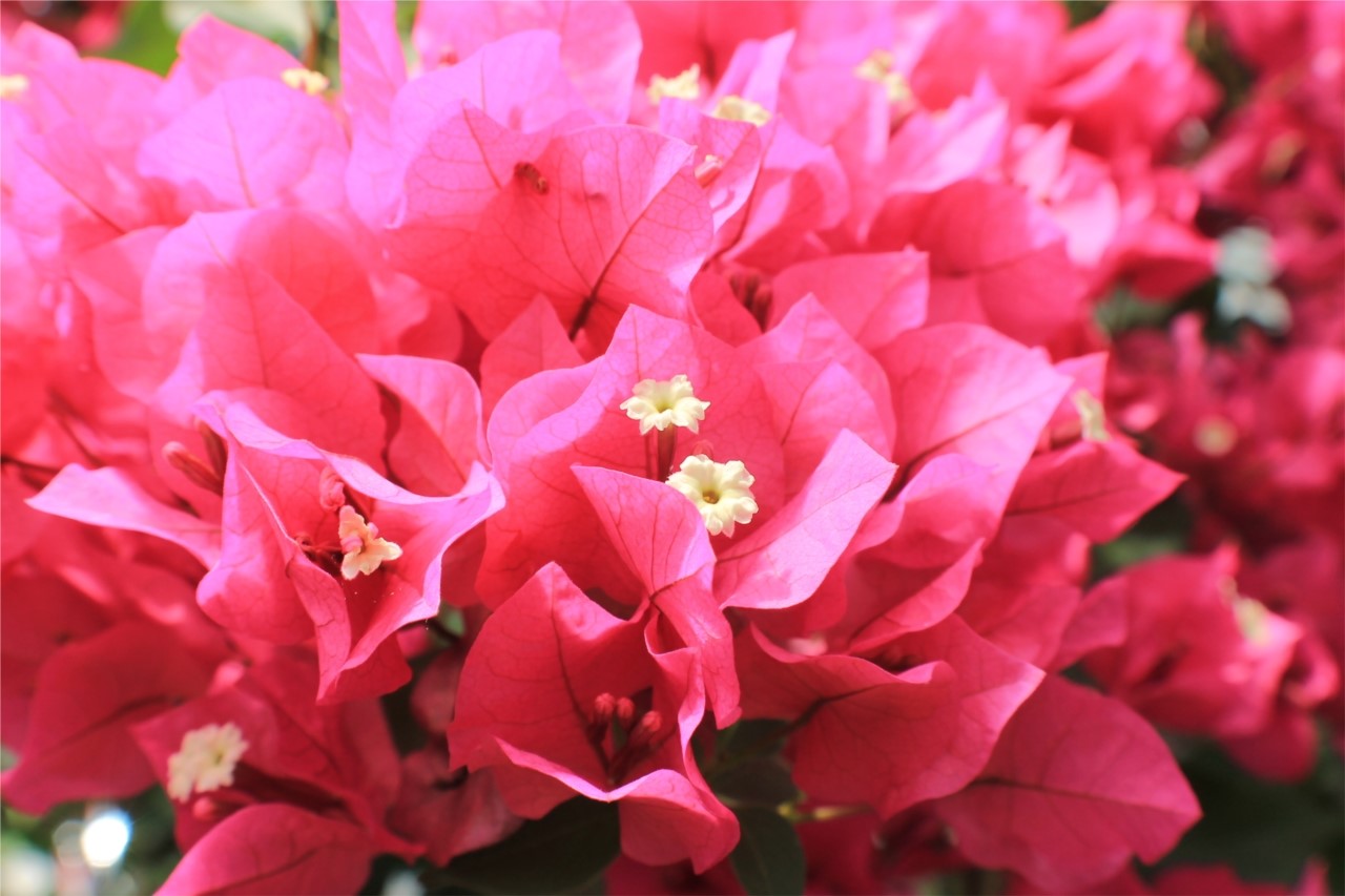Bougainvillier