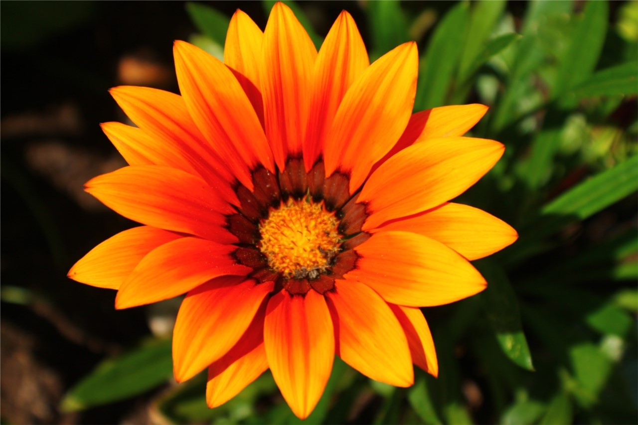 gazania tout en beauté 