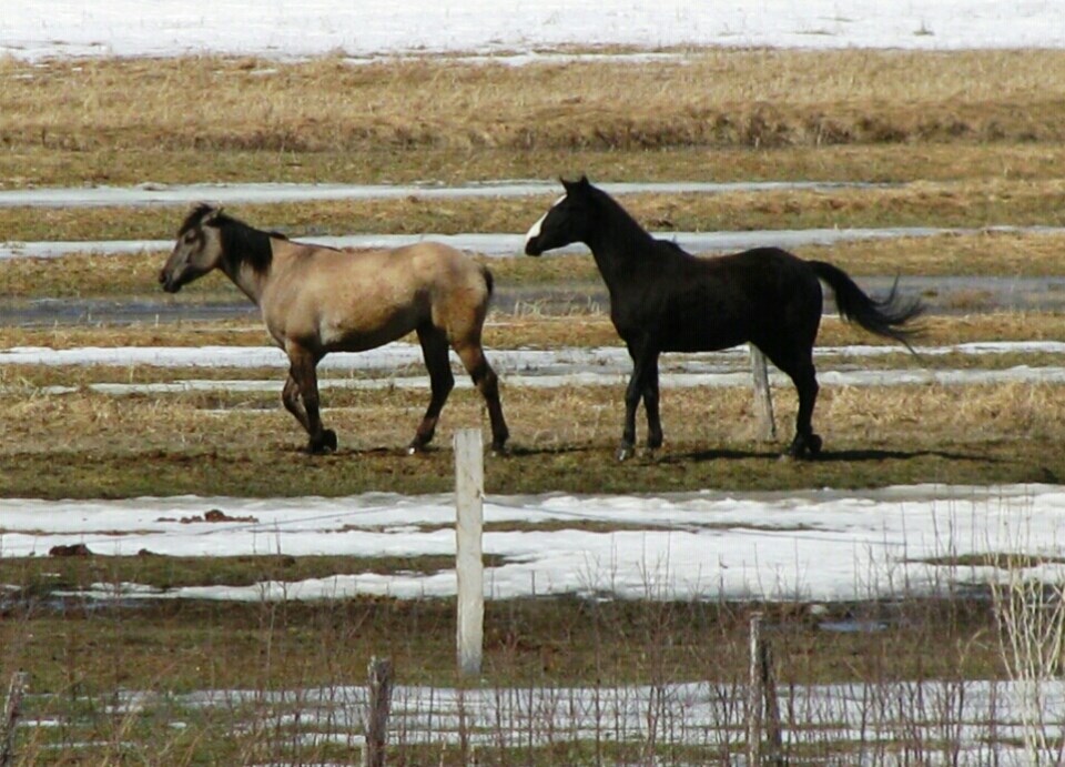 chevaux