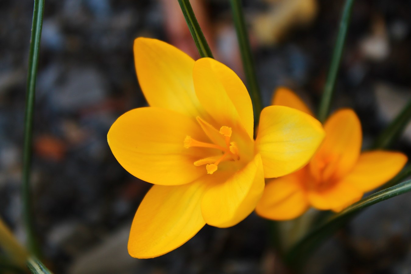 merveilleux printemps