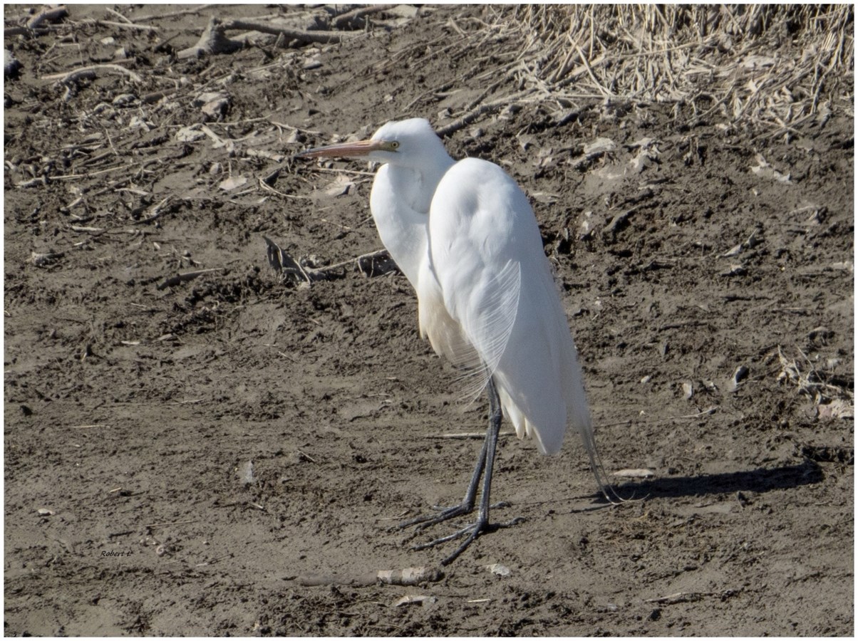 Grande Aigrette