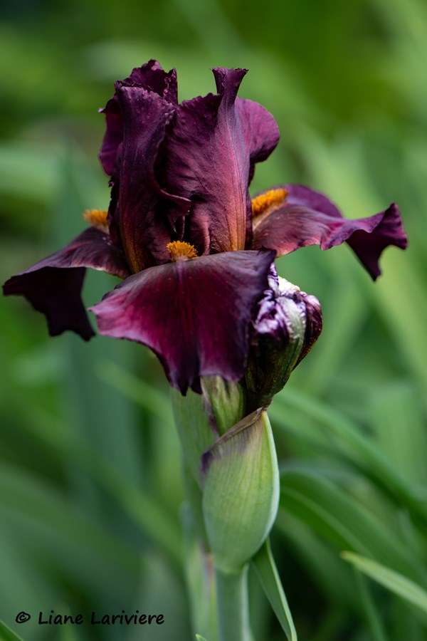 Jolie Fleur