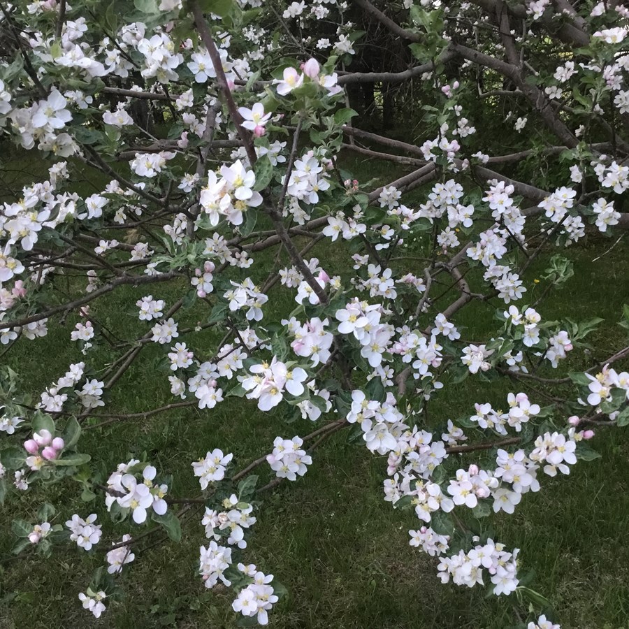 Pommier en beauté 