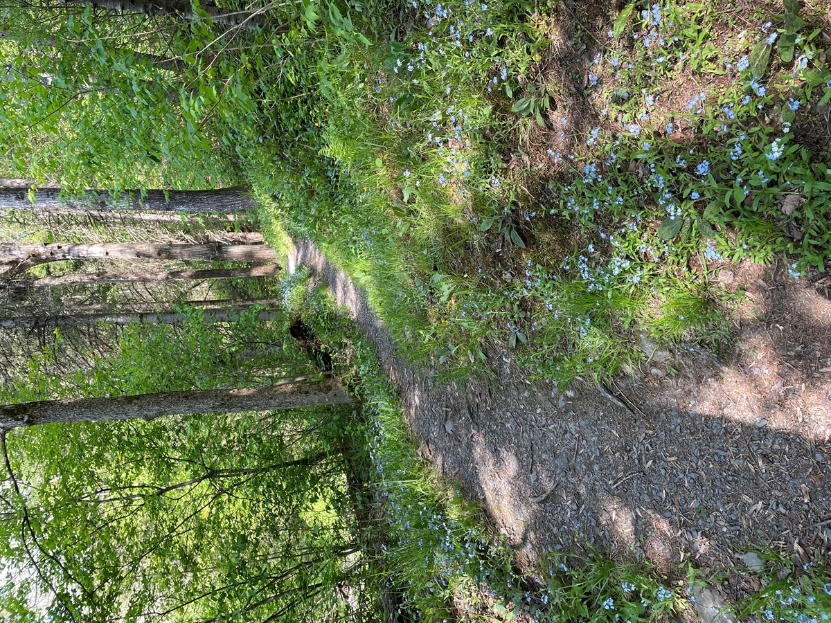 Ballade au parc