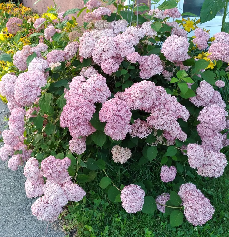 Boules rosess