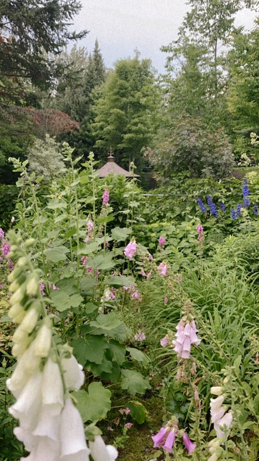 Forêt de la digitale