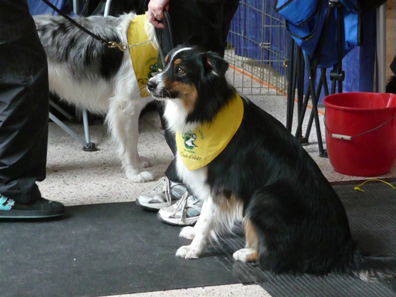 5e Salon Info-canin:Frénésie canine au Carrefour Saint-Georges
