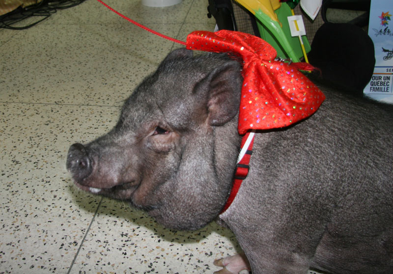Amadeus le cochon a été la vedette de la conférence de presse, mais il ne tenait pas en place puisqu'il a hâte de rencontrer la population.