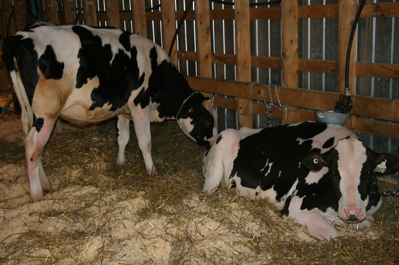 vaches