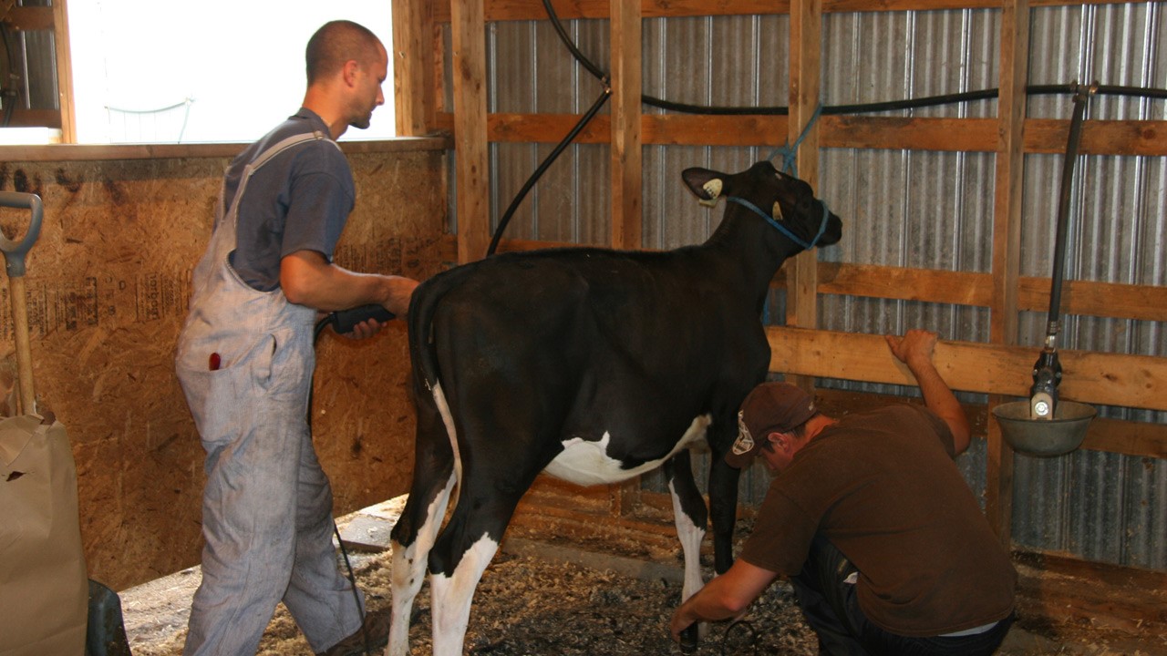 vache