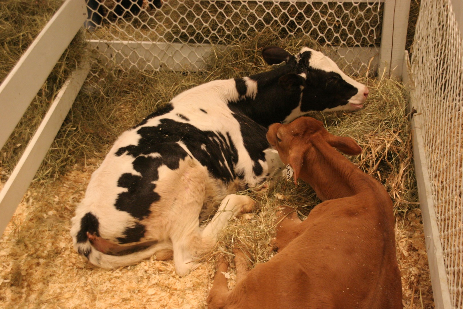 vache