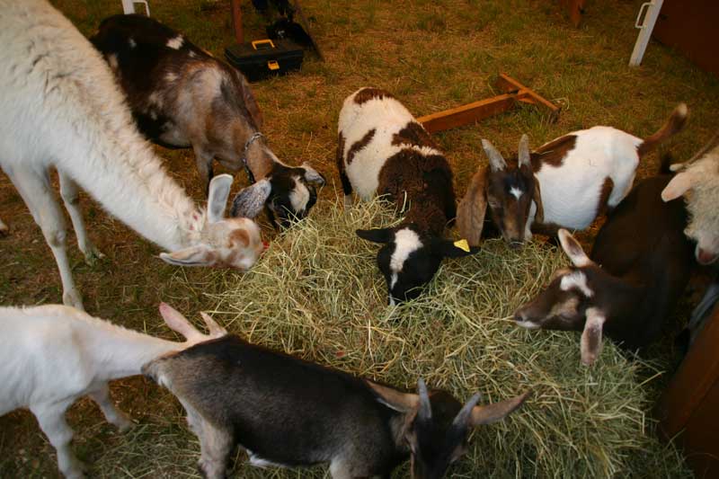 La mini-ferme est de retour.