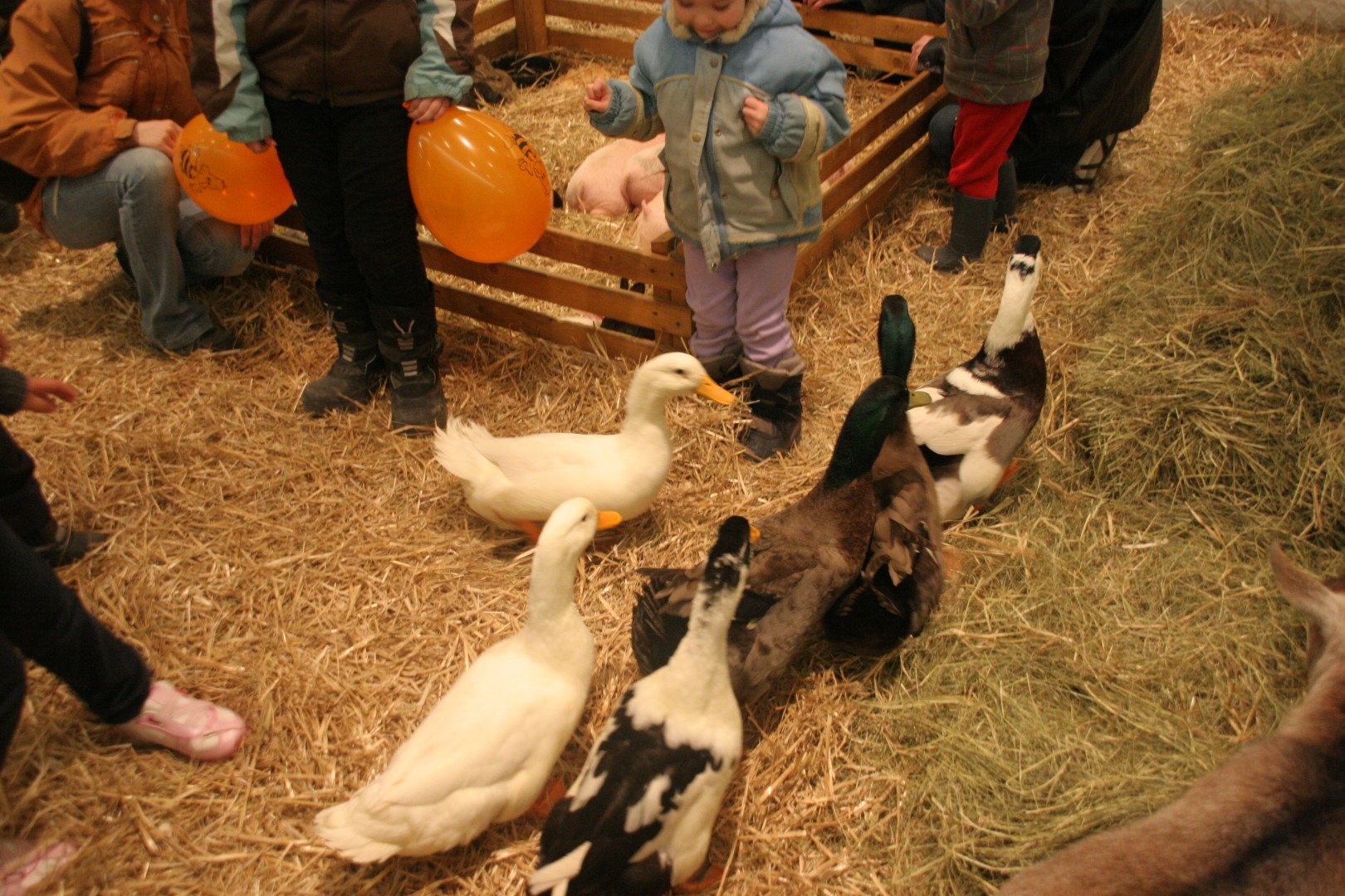 canard