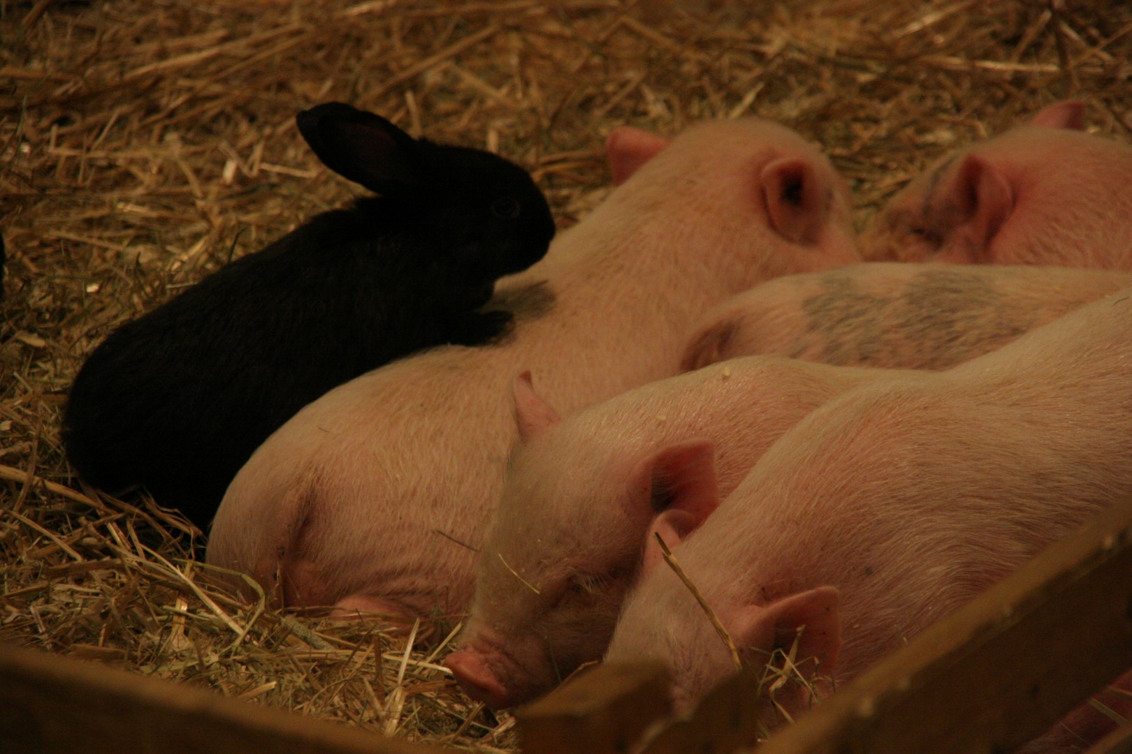 cochon