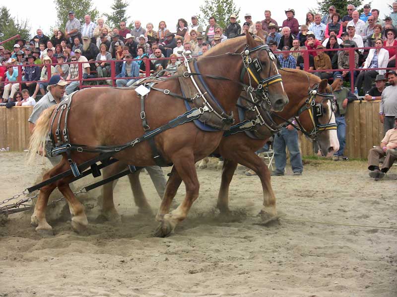 Martin Guay et ses chevaux