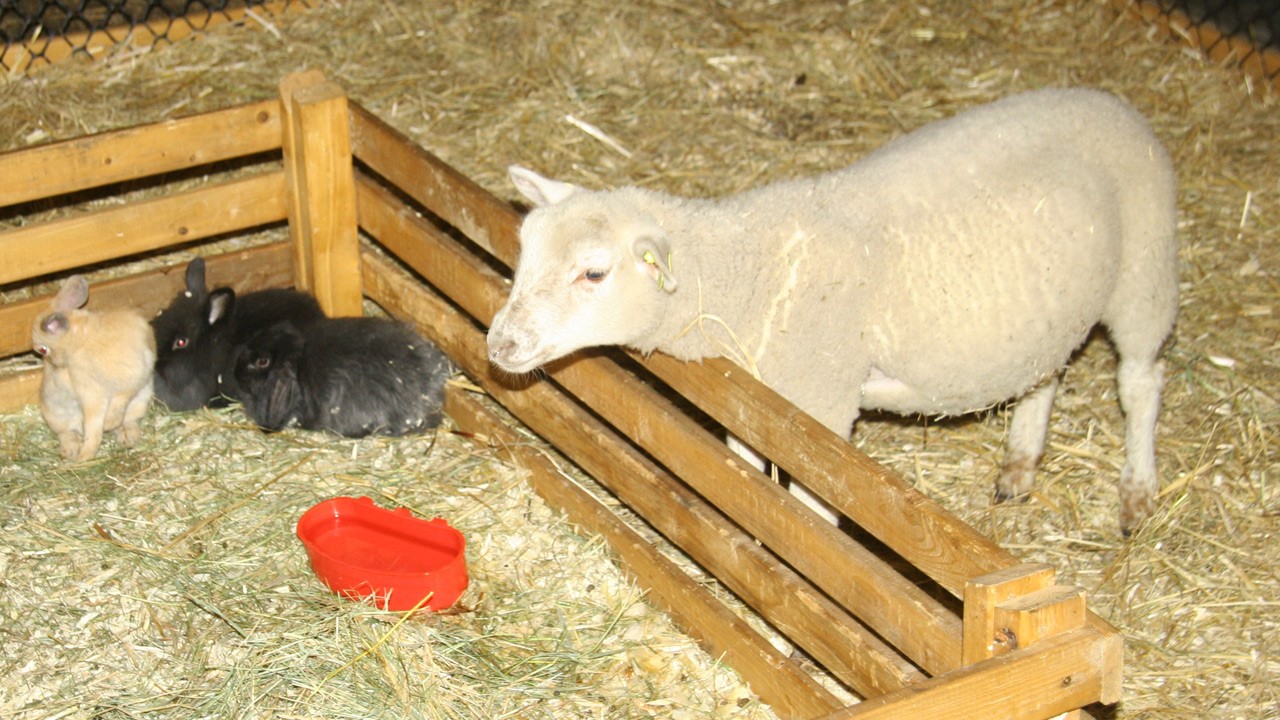 La mini-ferme