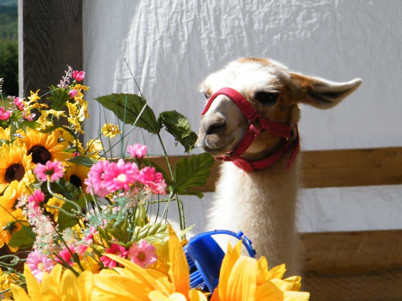 L’Expo agricole toujours aussi variée à Saint-Honoré