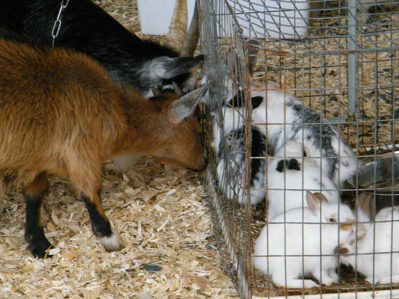 L’Expo agricole toujours aussi variée à Saint-Honoré