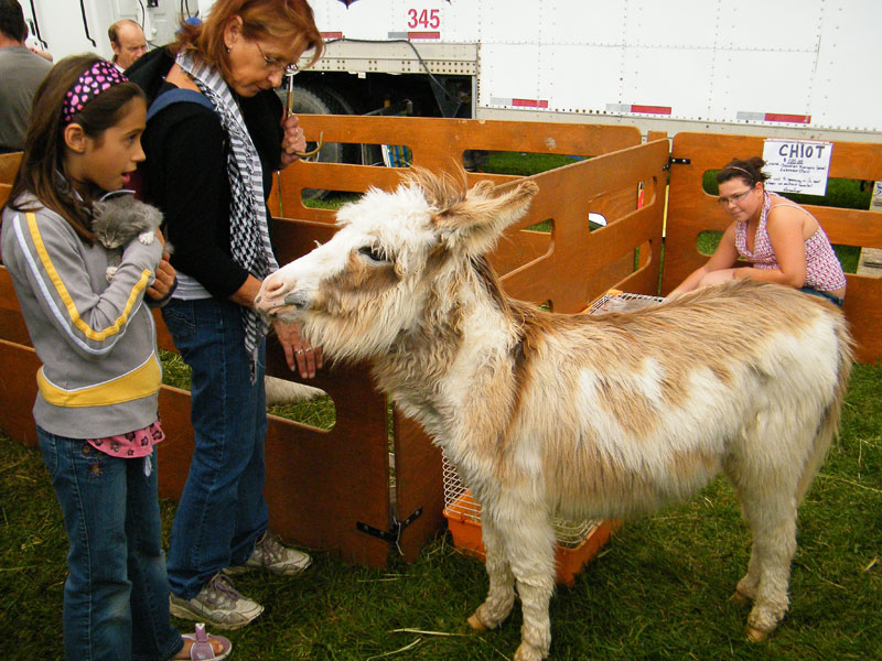 Quand l'humain rencontre l'animal de ferme