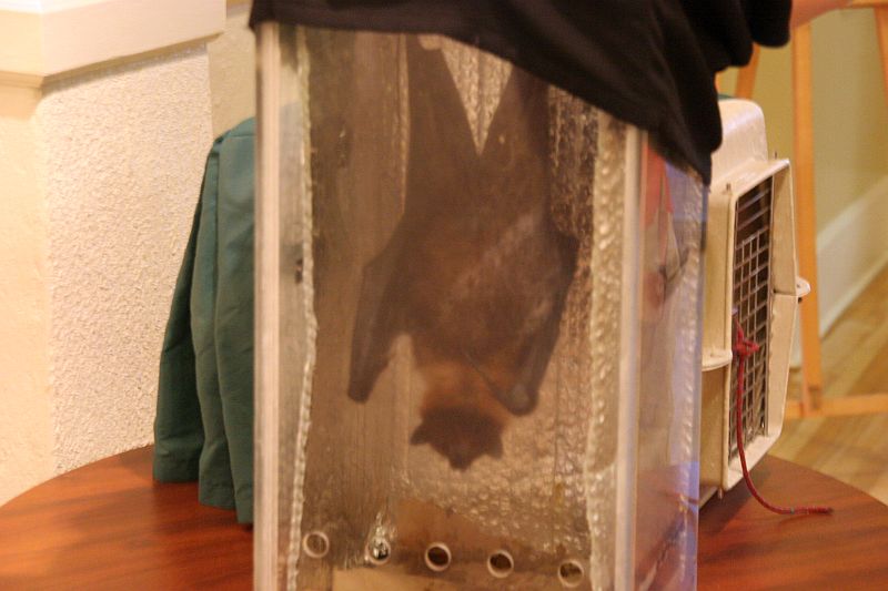 Chauve souris