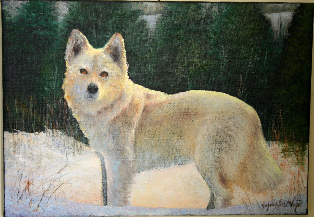 Son loup Cannelle en peinture.