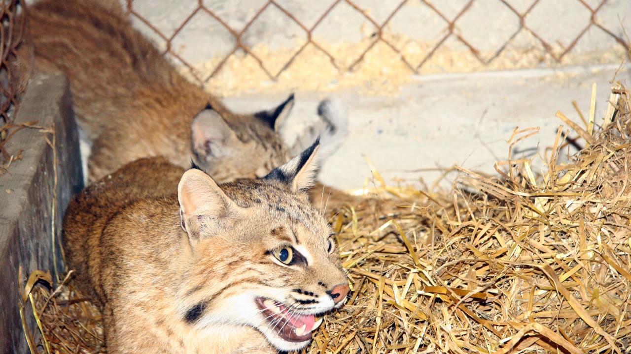 lynx