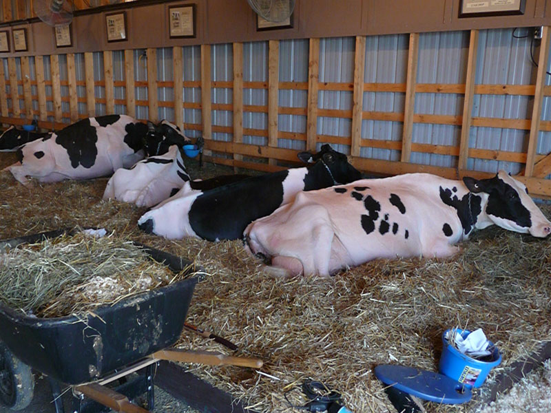 vaches