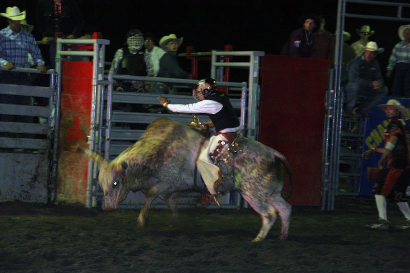 bullriding