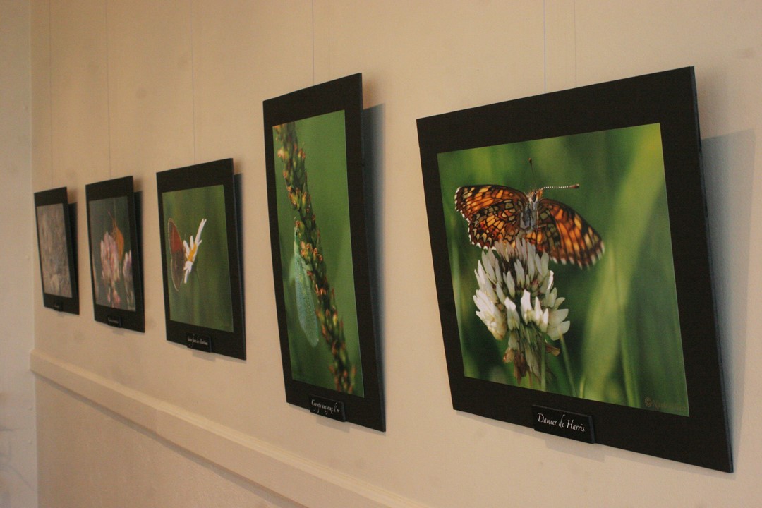 insectes