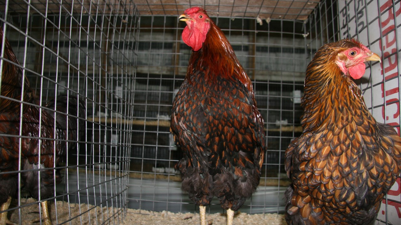 poules