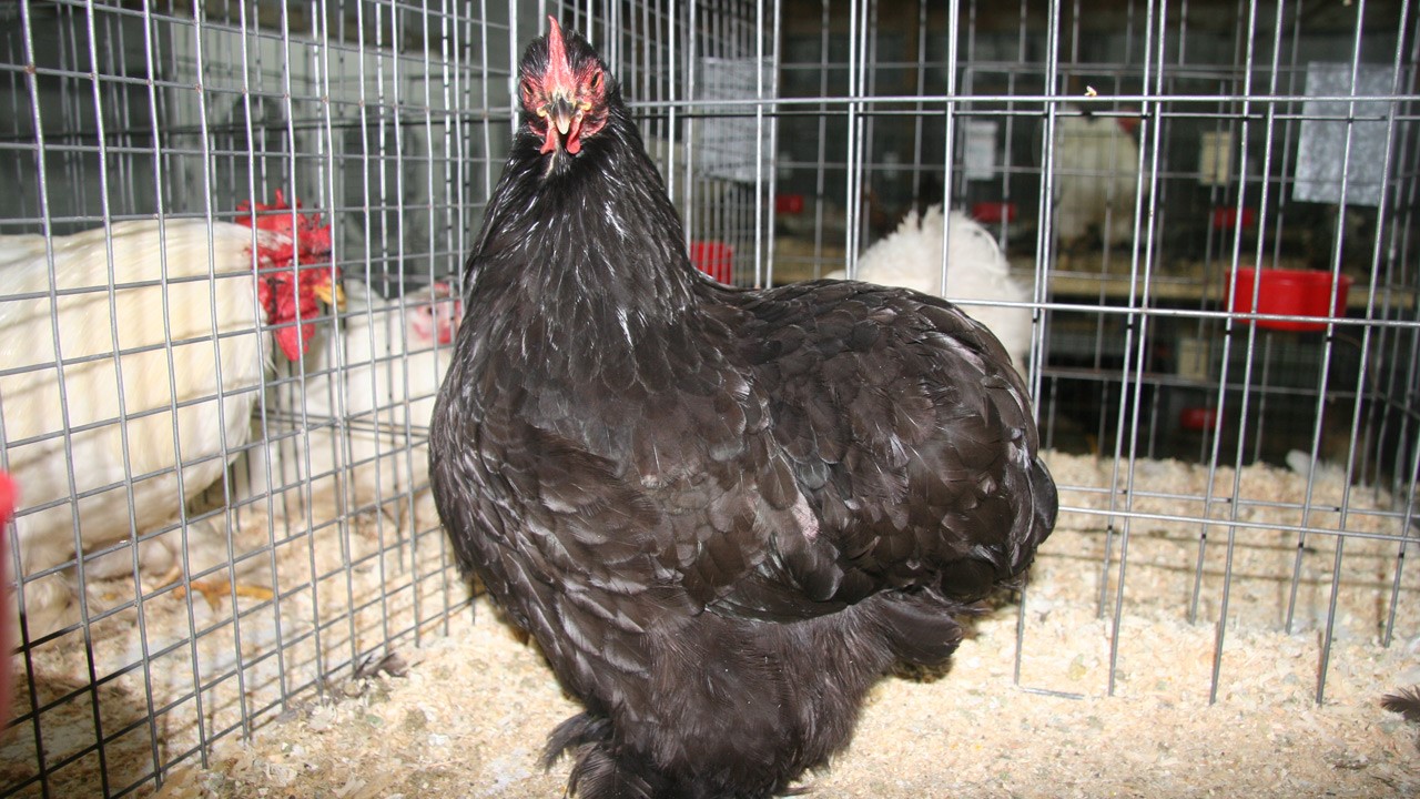 poulecoq