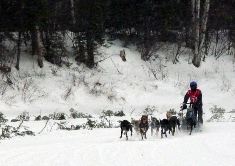 Les Internationaux de traîneau à chiens du Canada couronnés de succès