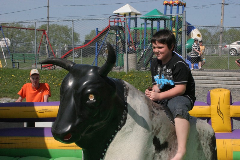 bull