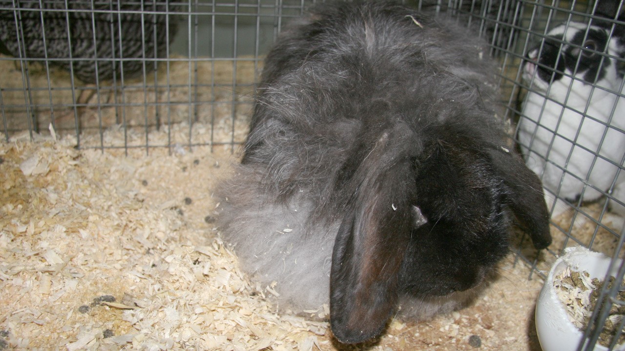 un lapin