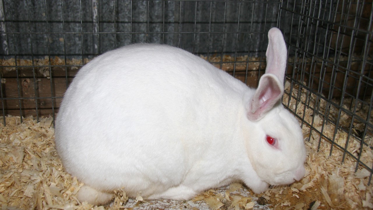 lapin