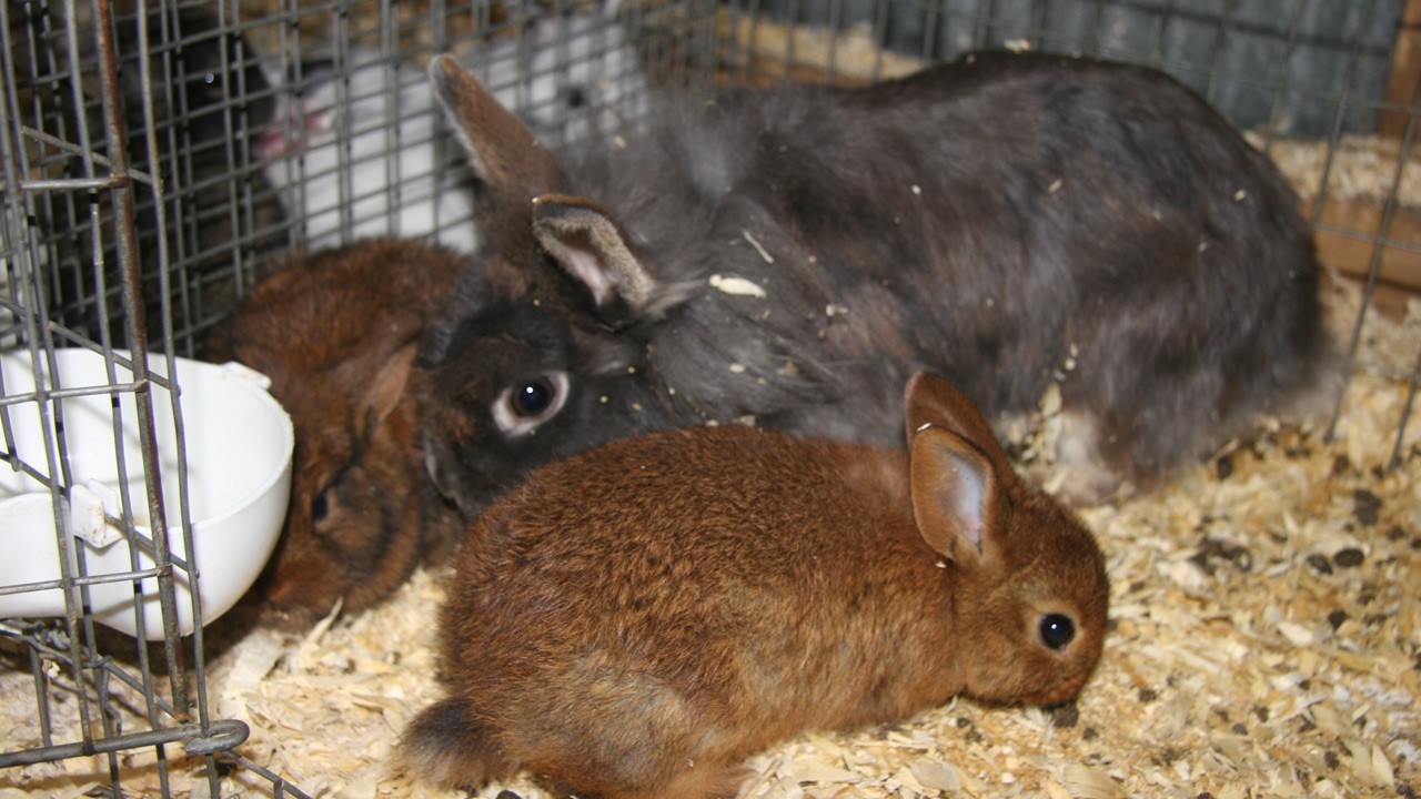 Une lapine et ses petits.