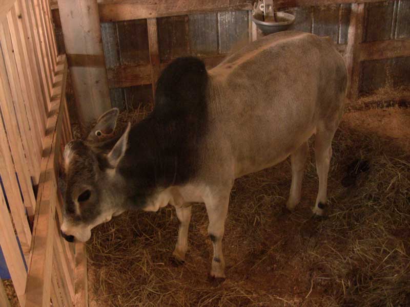 Zebu