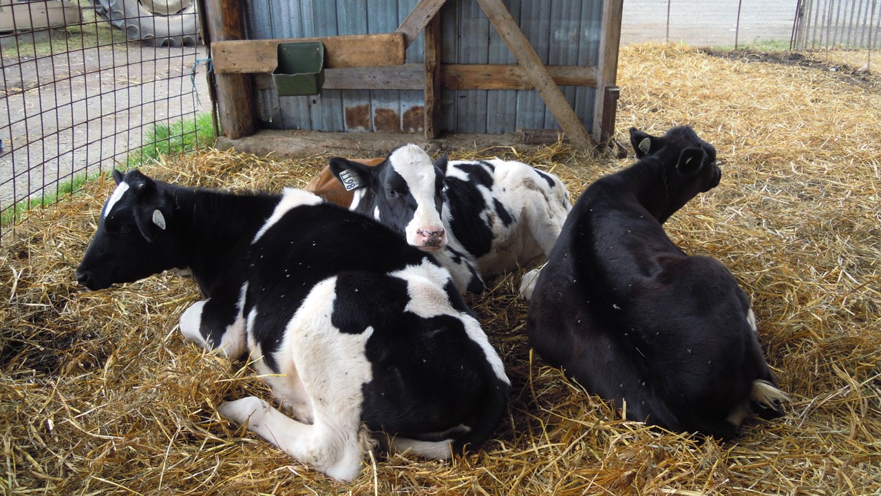 Ferme_Bero3 :