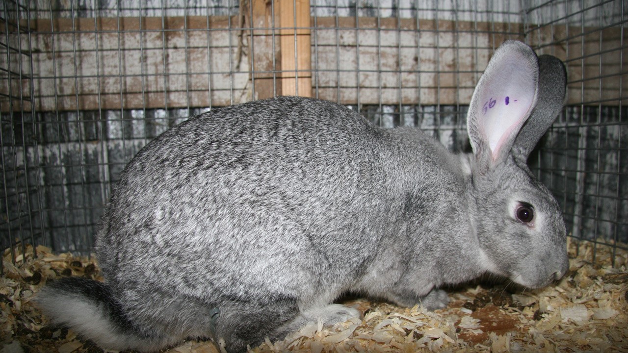 lapin
