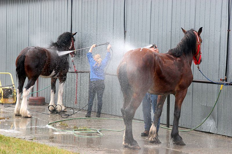 horses